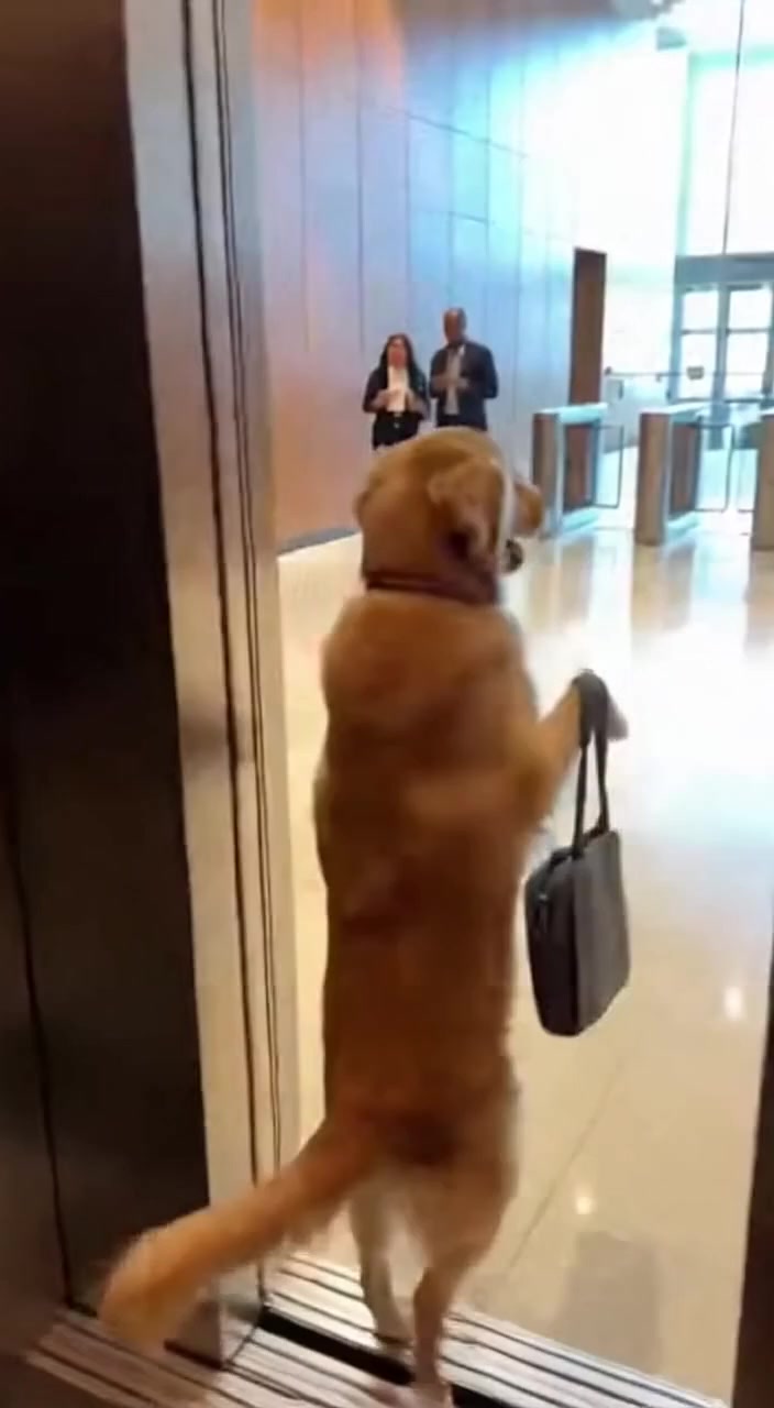 A Golden Retriever Arrives for a Day at the Office.