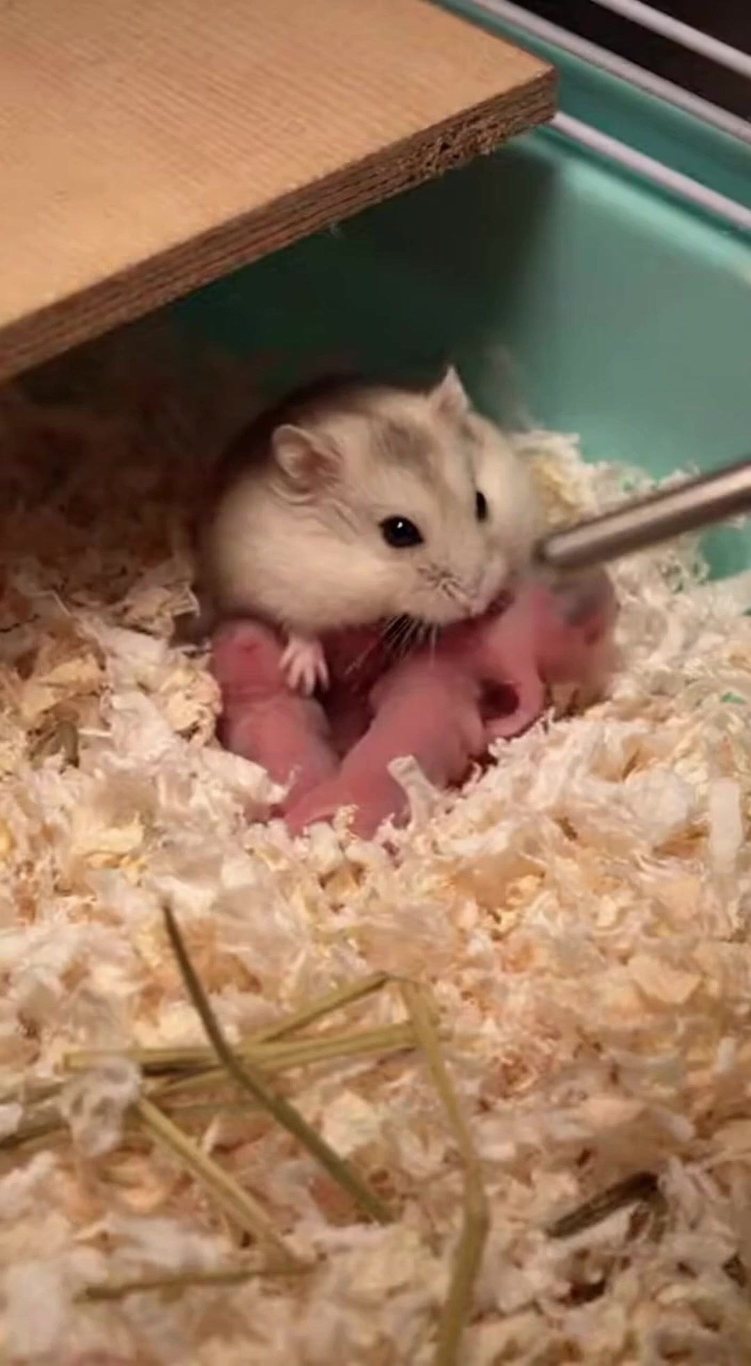 A Tiny Hamster Confronts a Large Rat Threatening Her Newborns.
