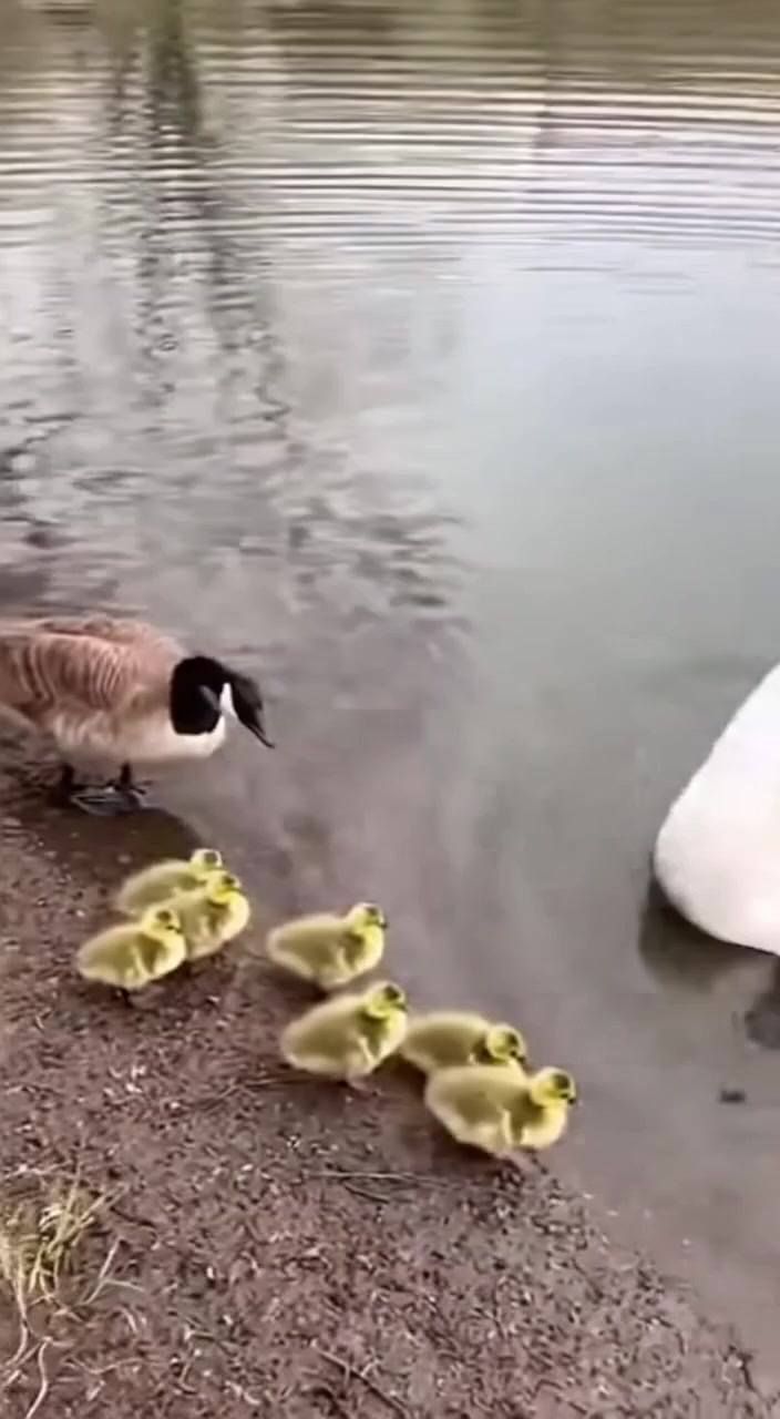 A Swan Confronts a Goose Family at the Pond’s Edge.