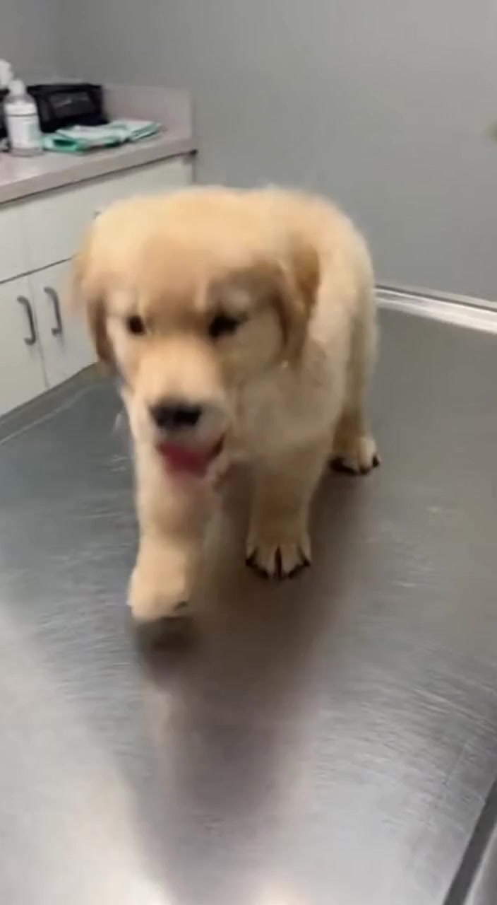 A Small Puppy on a Big Exam Table