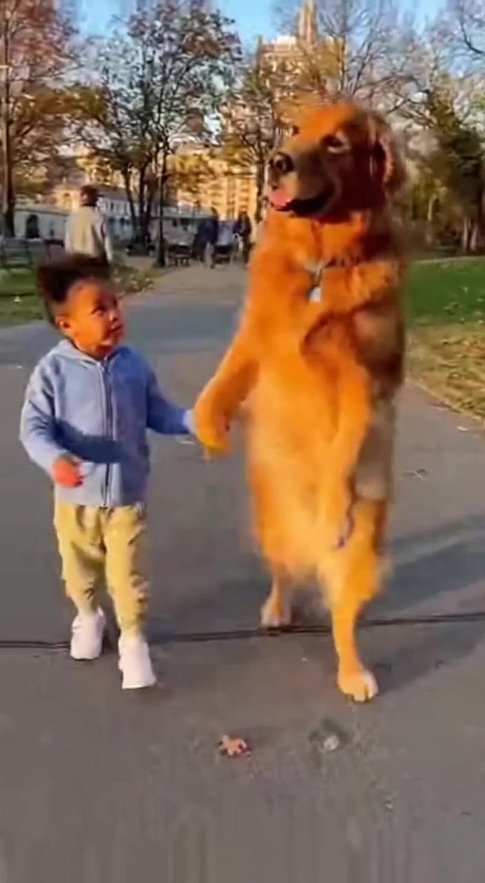 A Golden Retriever Walks a Child Through the Park.