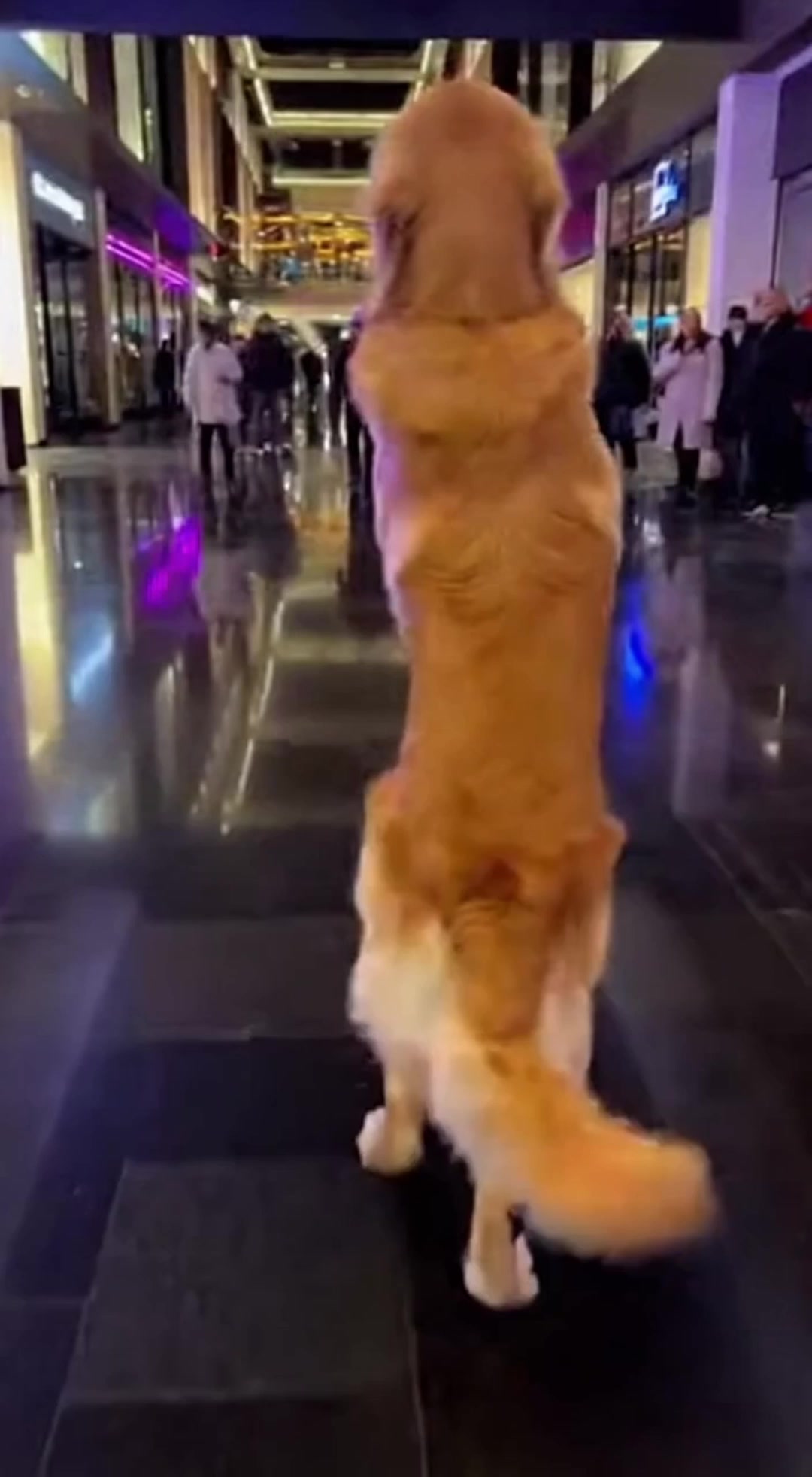 A Golden Retriever’s Evening Stroll Through the Mall.