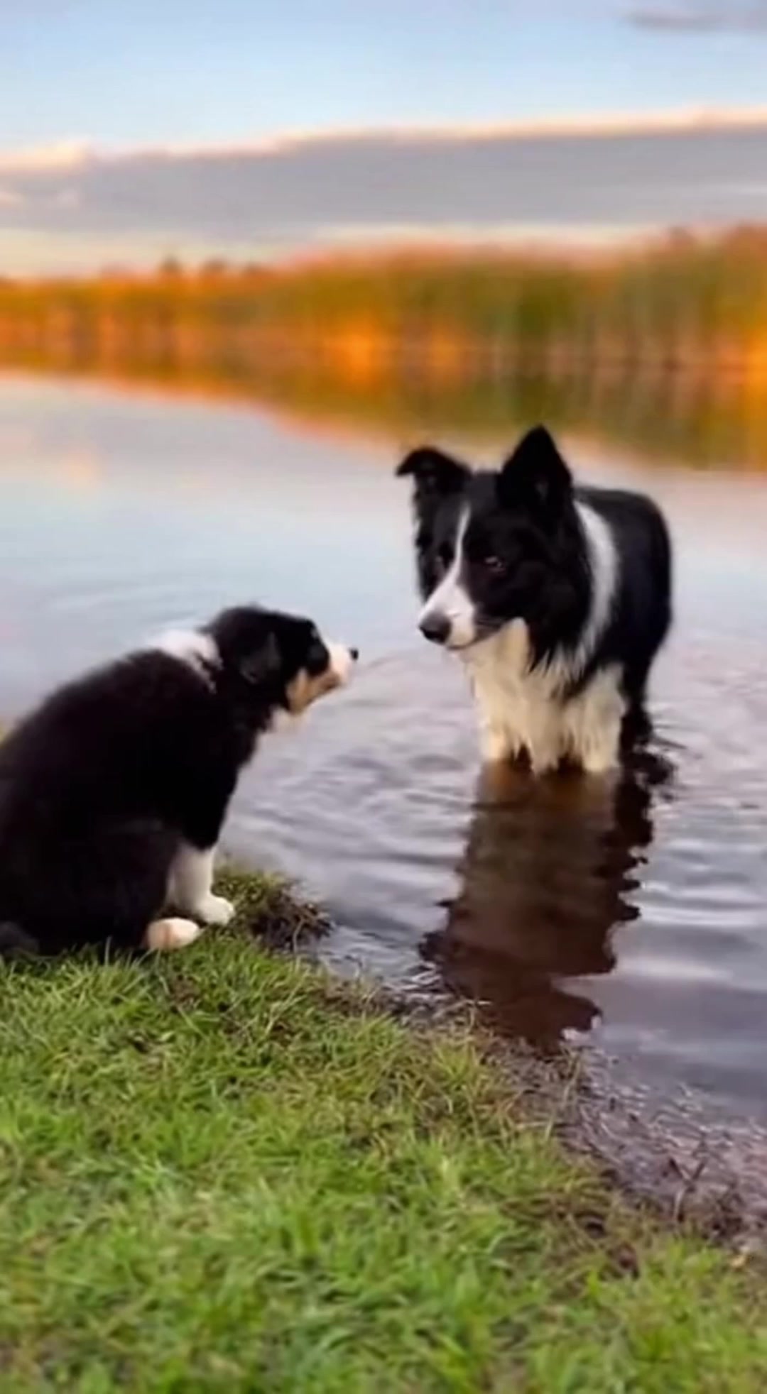 An Older Border Collie Gently Coaxes a Puppy into the Water.