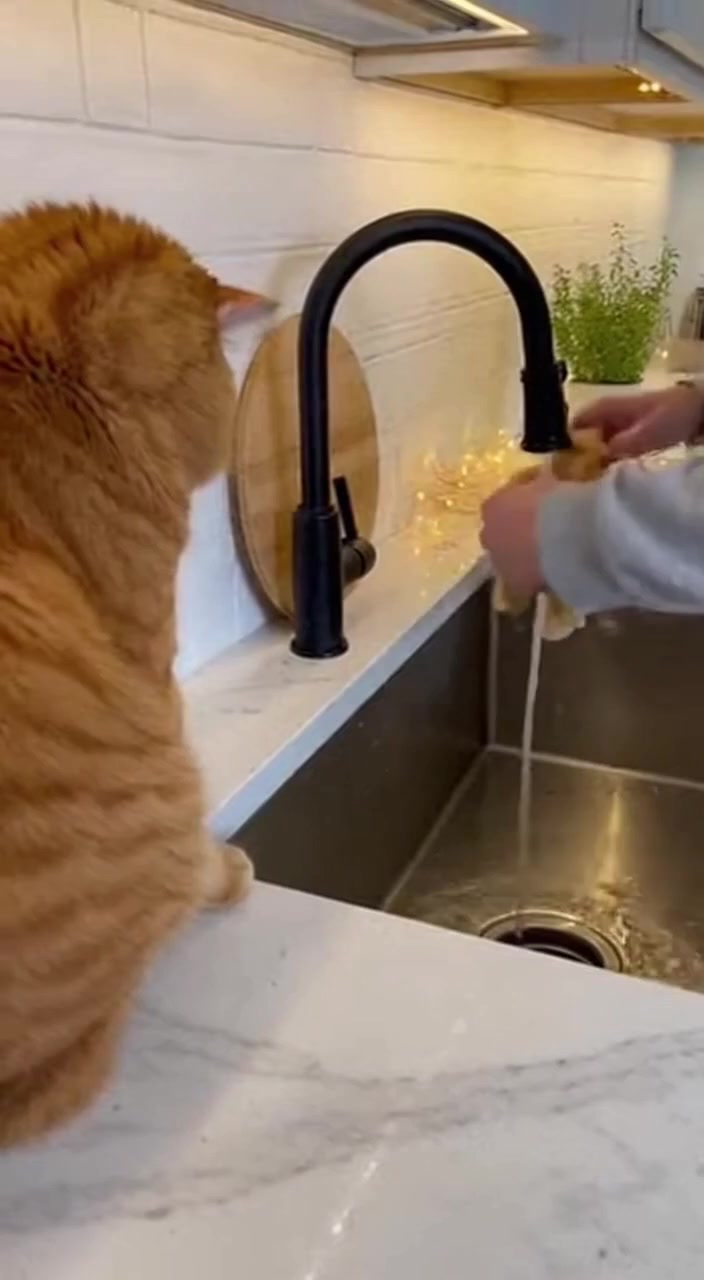 A Tabby Cat Observes Its Plush Double at the Kitchen Sink.