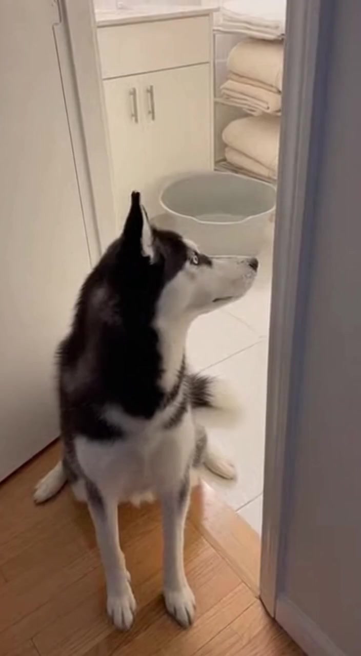 A Siberian Husky Watches Its Plush Twin’s Bath Time.